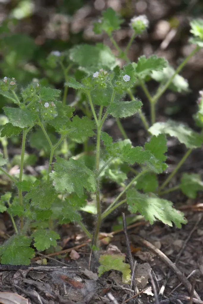 Rattan's Phacelia