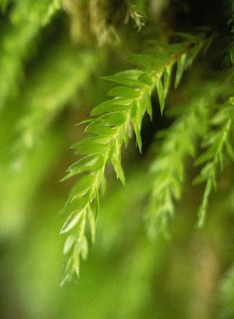 Olivegreen Calcareous Moss