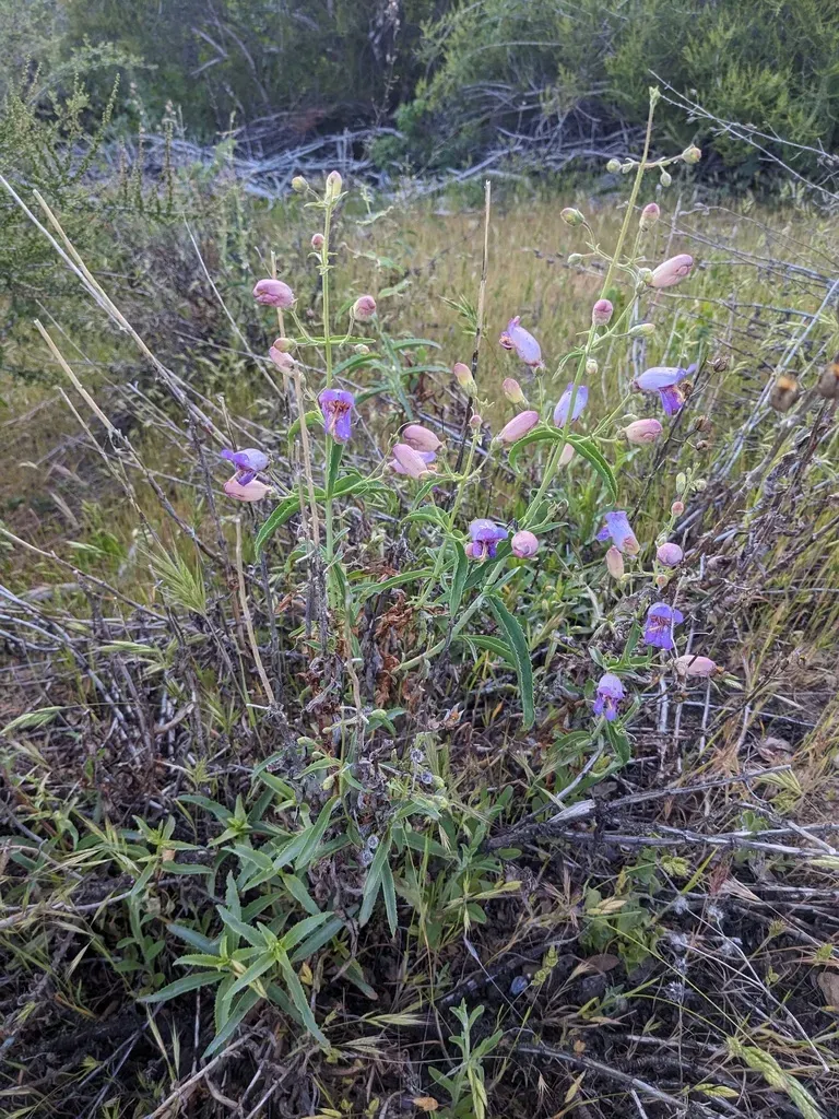 Grinnell's Beardtongue