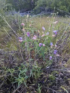 Grinnell's Beardtongue