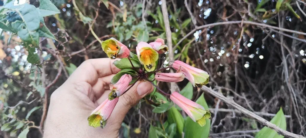Bomarea Ovata