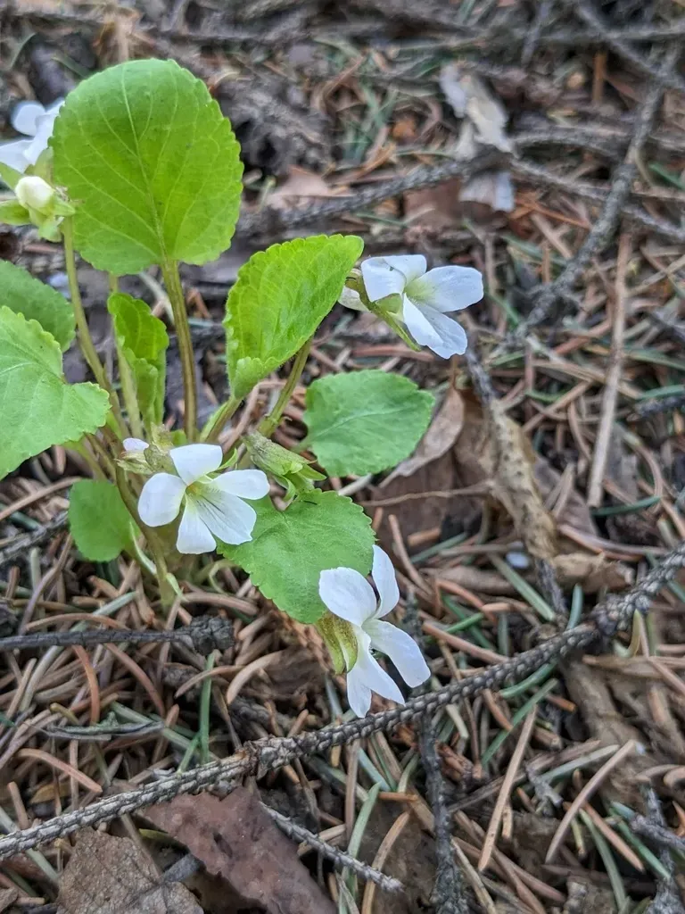 Viola Pacifica
