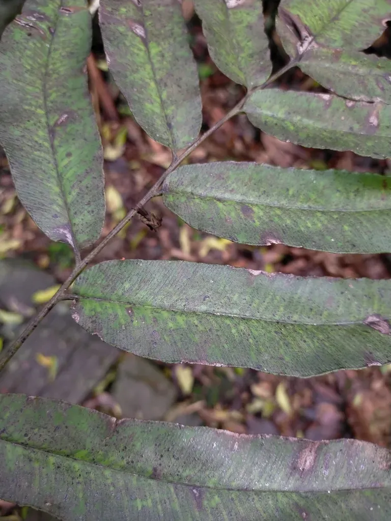 Coniogramme Fraxinea