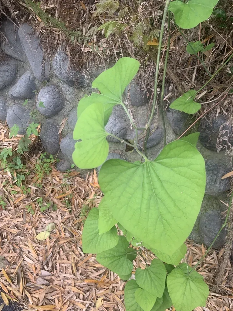 Kaempfer Dutchman's Pipe