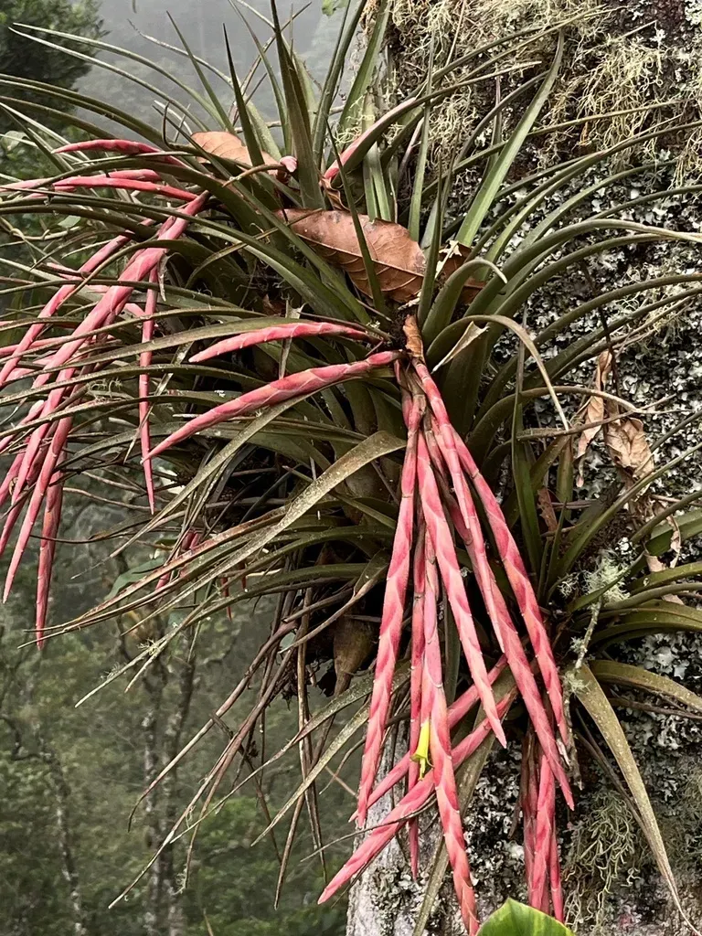 Tillandsia Pereziana