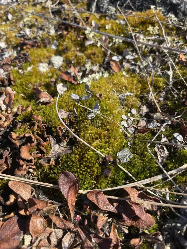 Broom-moss