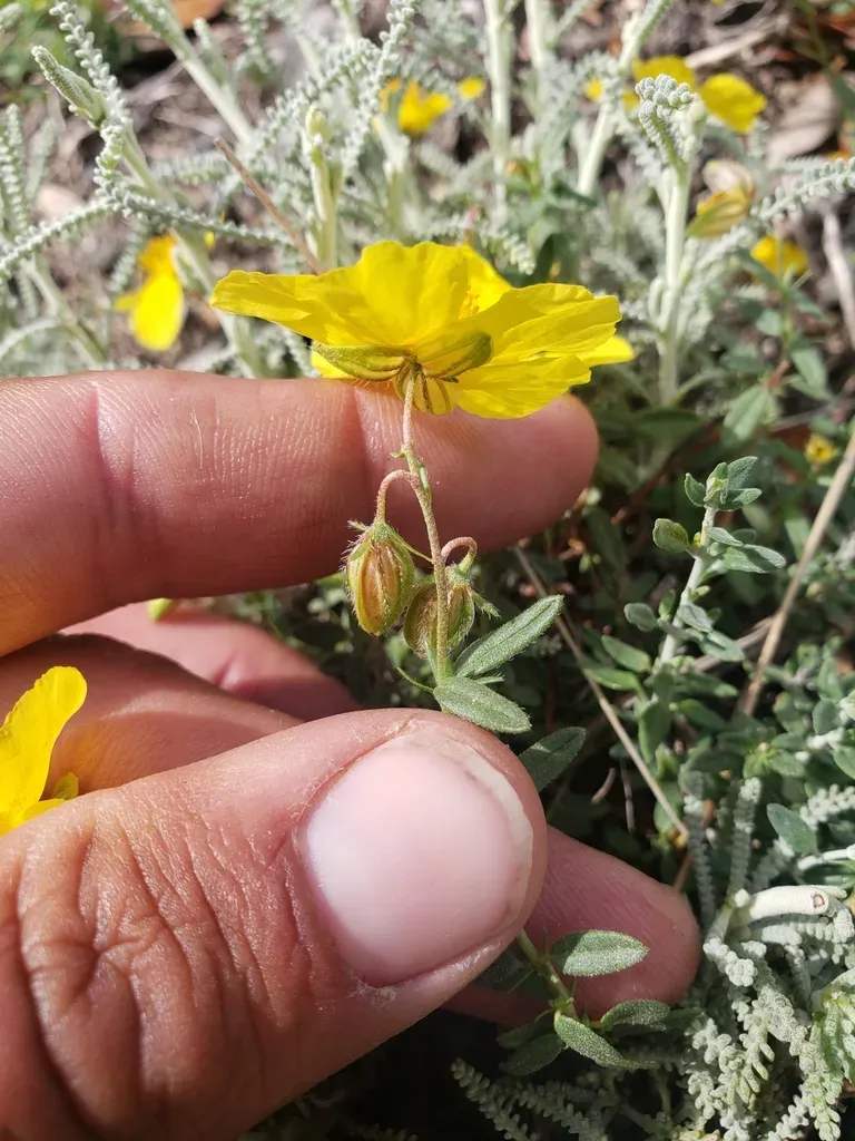 Helianthemum Croceum
