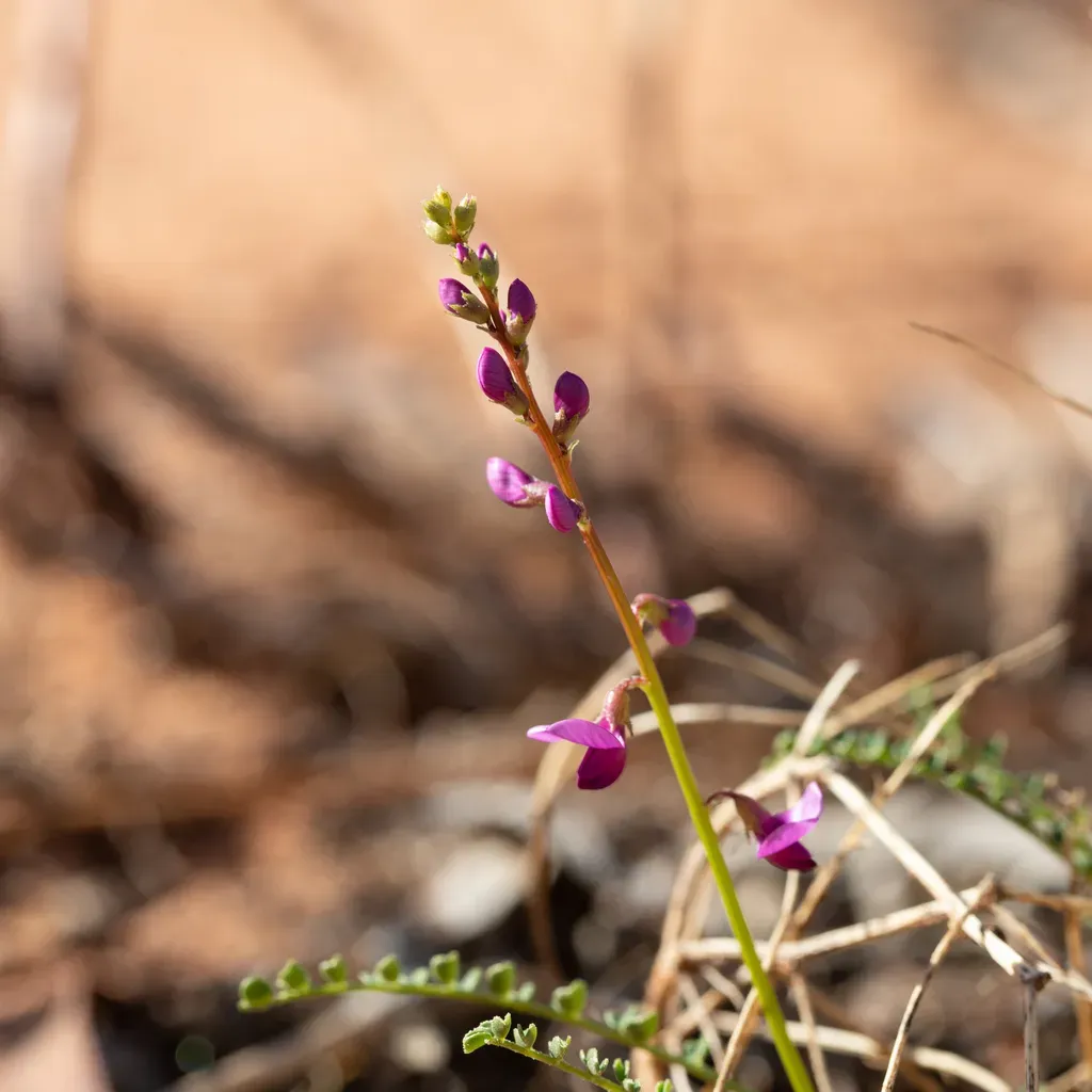 Small-leaf Swainson-pea