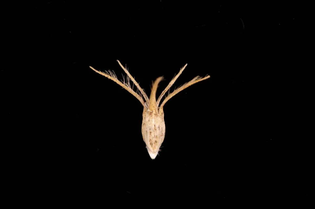 Amphipogon Caricinus