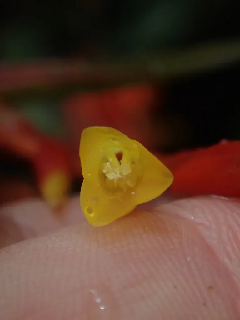 Guzmania Marantoidea