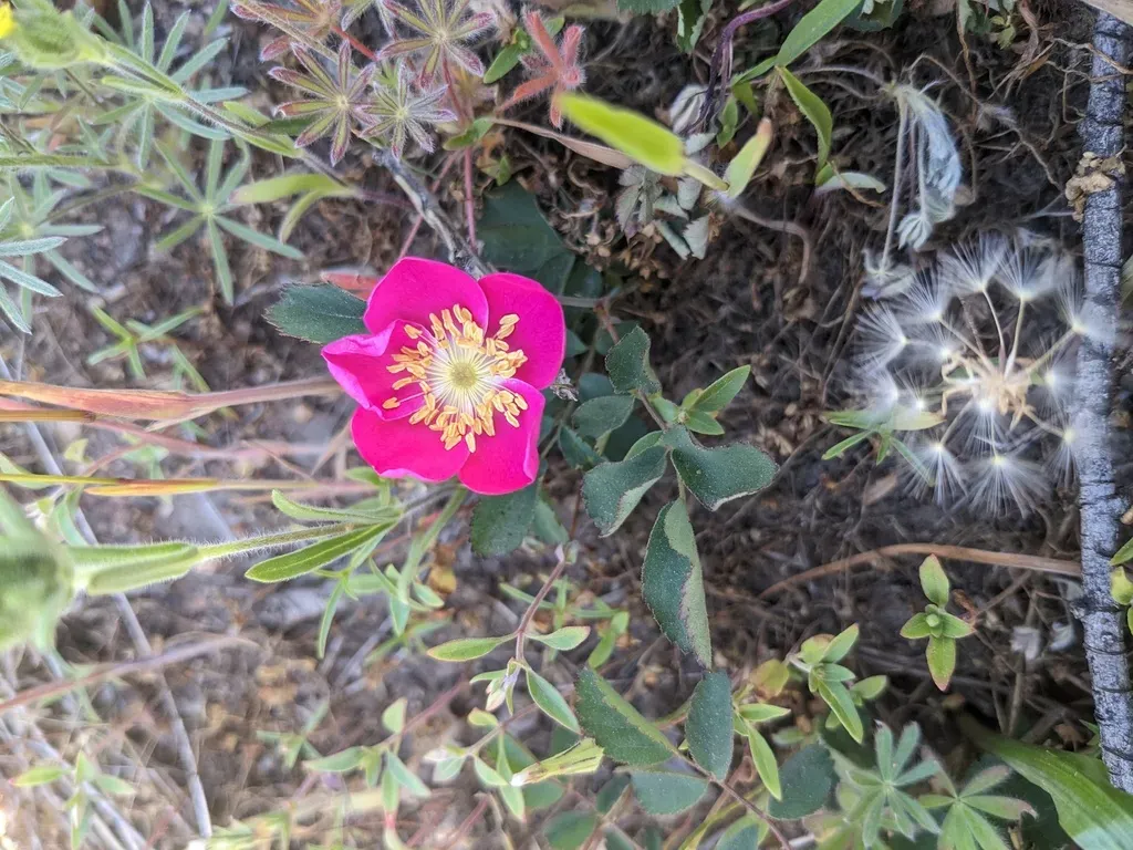 Sierran Dwarf Rose