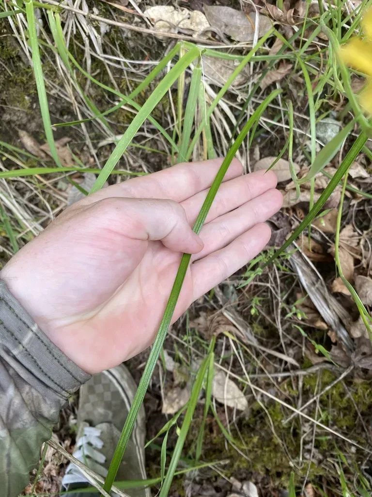 Del Norte County Iris