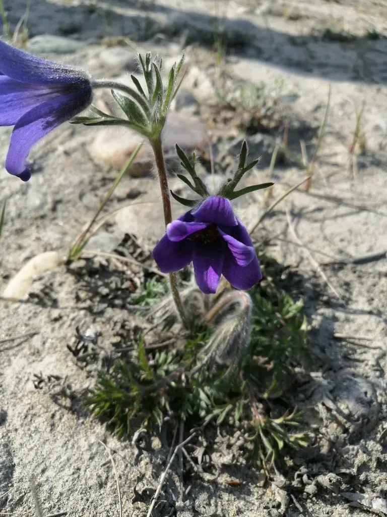 Pulsatilla Ambigua