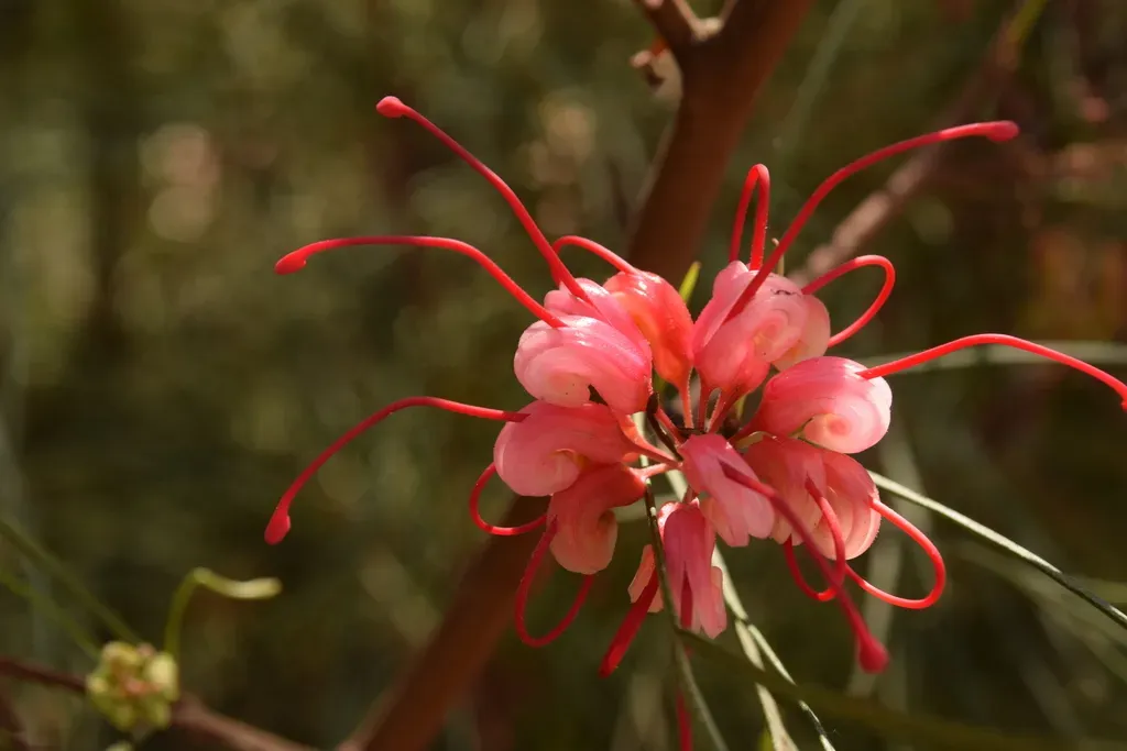 Grevillea Johnsonii