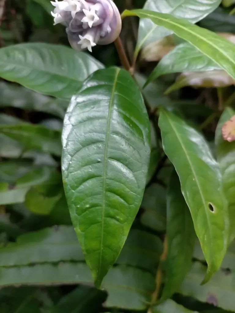 Psychotria Urbaniana
