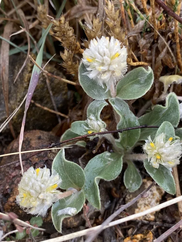 Tufted Globe Amaranth