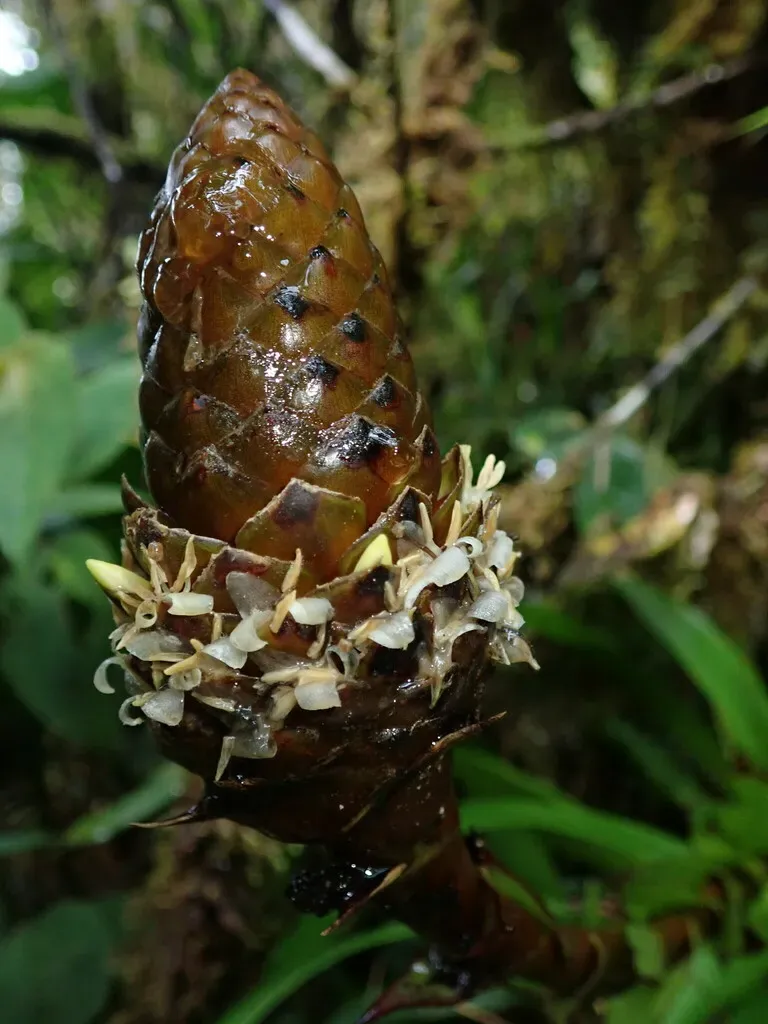 Guzmania Coriostachya