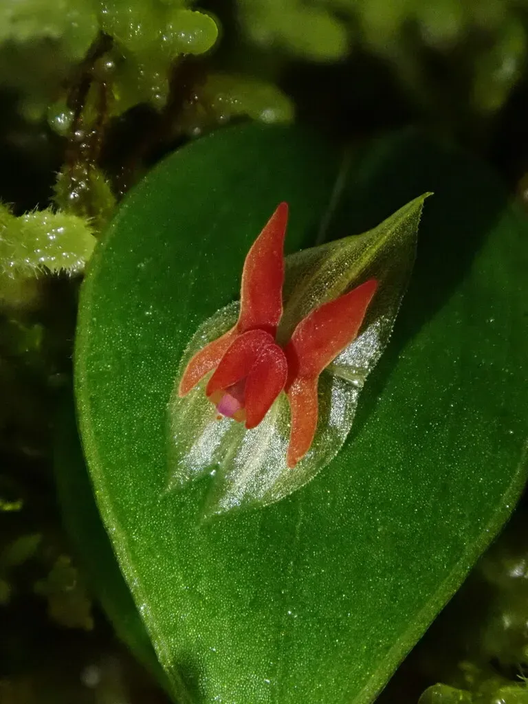 Lepanthes Zunagensis