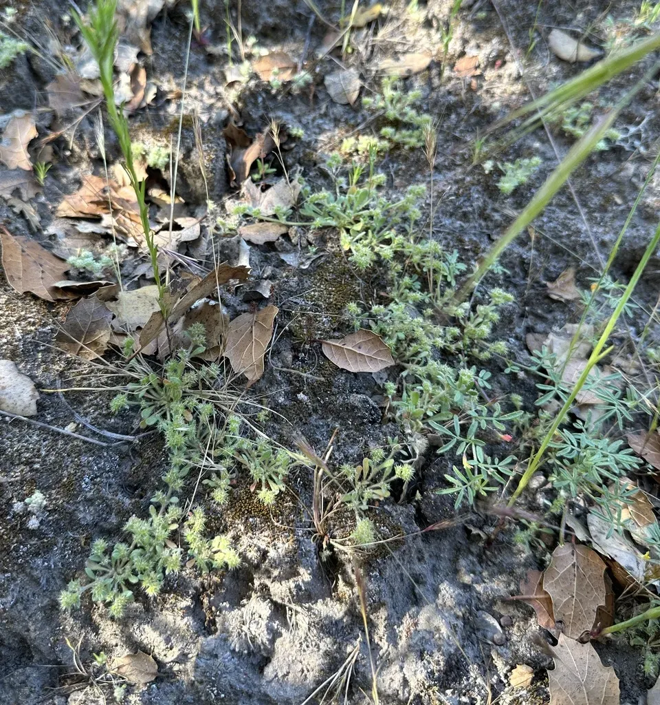 Fort Ord Spineflower