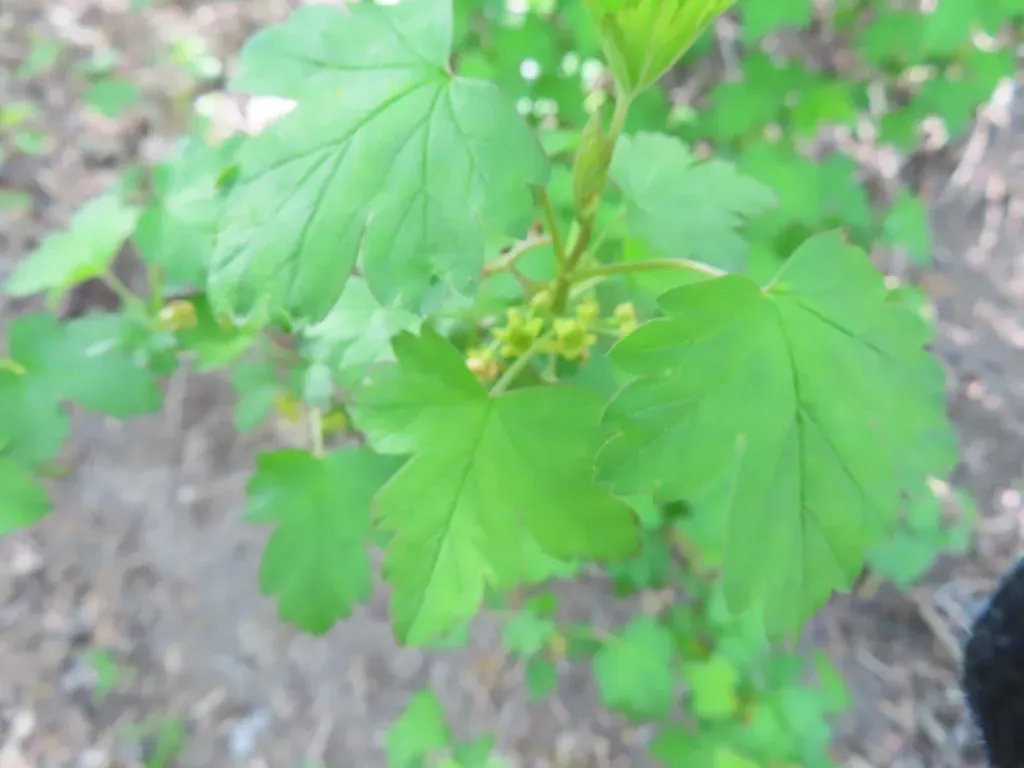 Ribes Fasciculatum