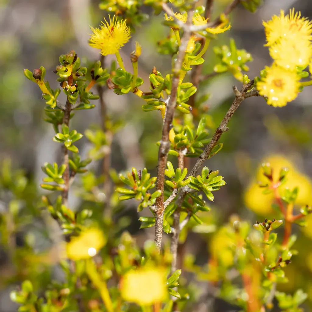 Verticordia Brevifolia