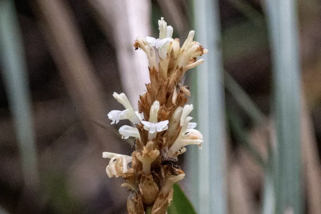 Alpinia Stachyodes