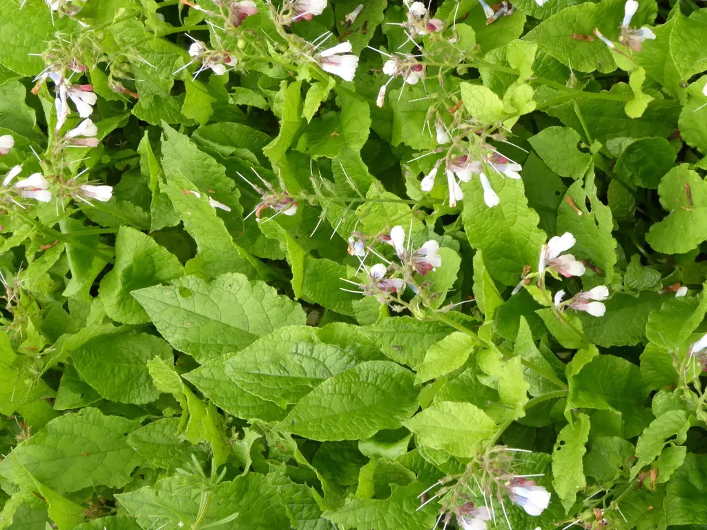 Hidcote Comfrey