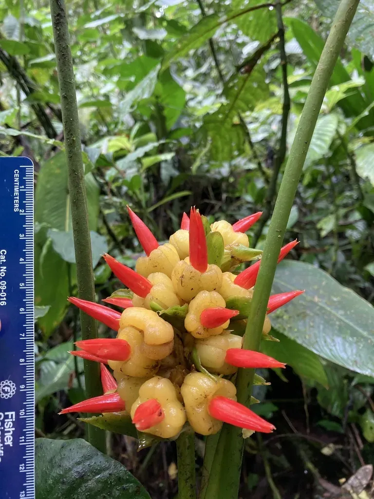 Goeppertia Pachystachya