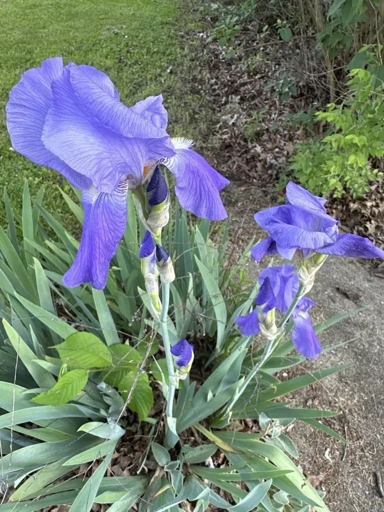 Dalmatian Iris