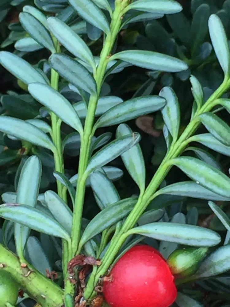 Mountain Plum-pine