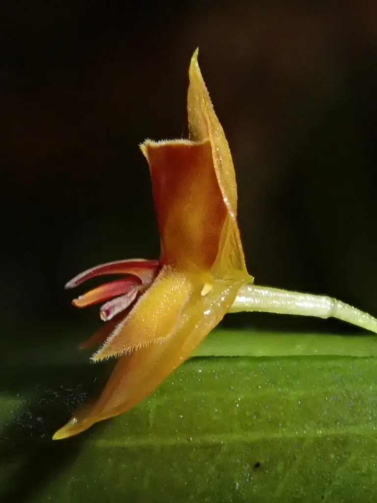 Lepanthes Pseudomucronata