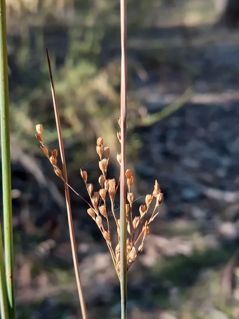 Juncus Remotiflorus