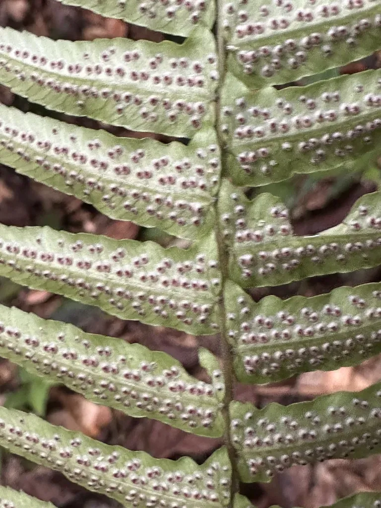 Pronephrium Hewittii