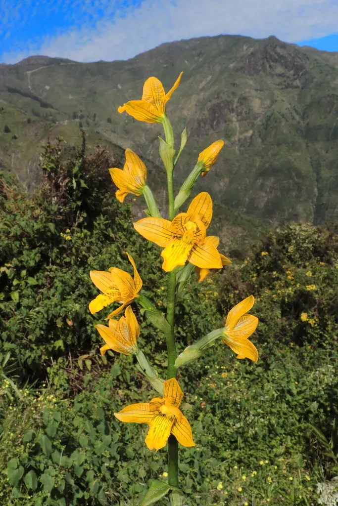 Chloraea Pavonii