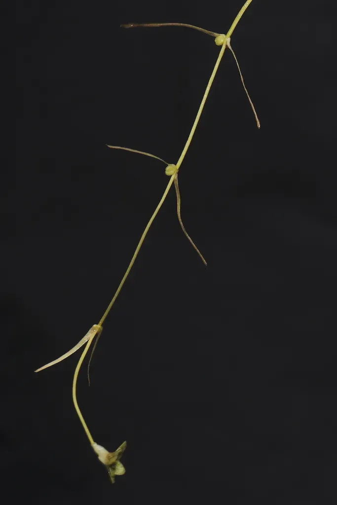 Callitriche Heteropoda