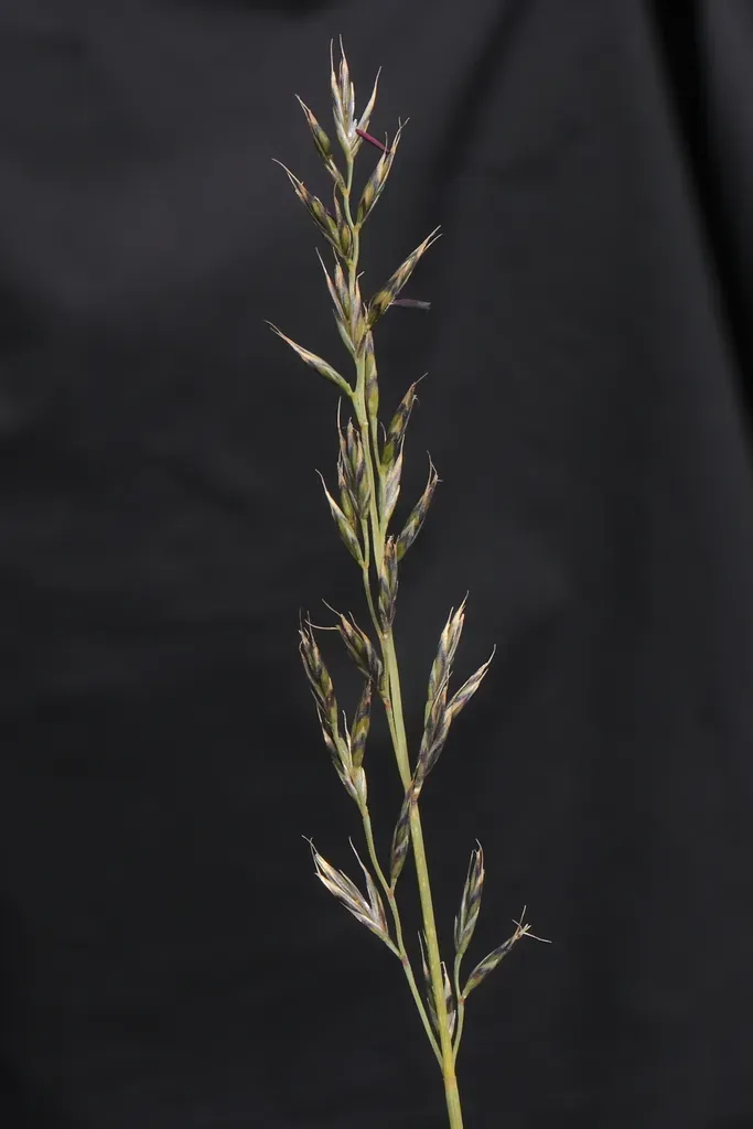 Festuca Rigescens