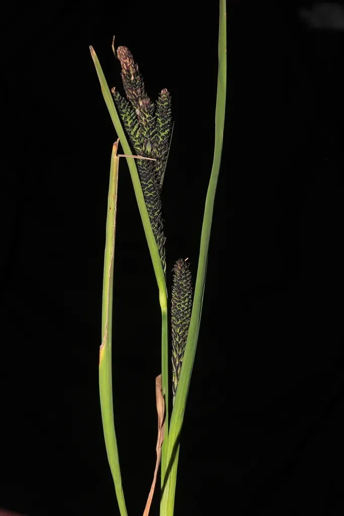 Carex Enneastachya