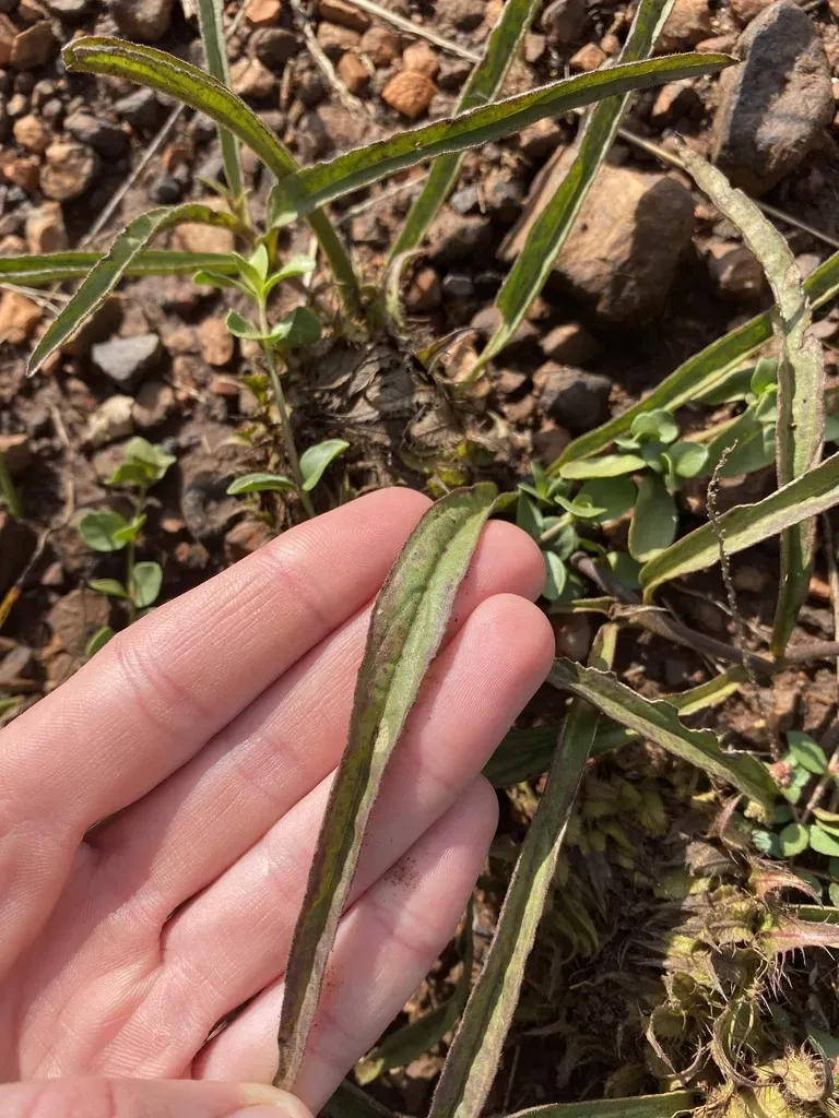 Narrowleaf Pricklehead