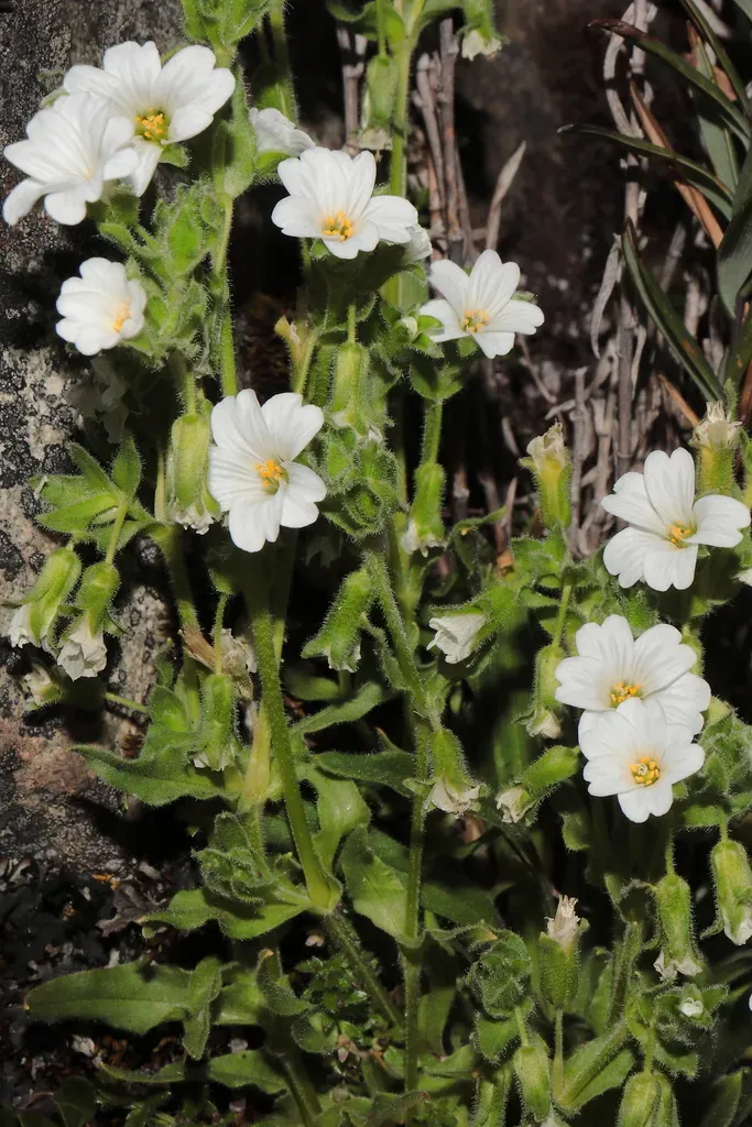 Cerastium Mucronatum