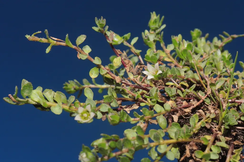 Wahlenbergia Peruviana