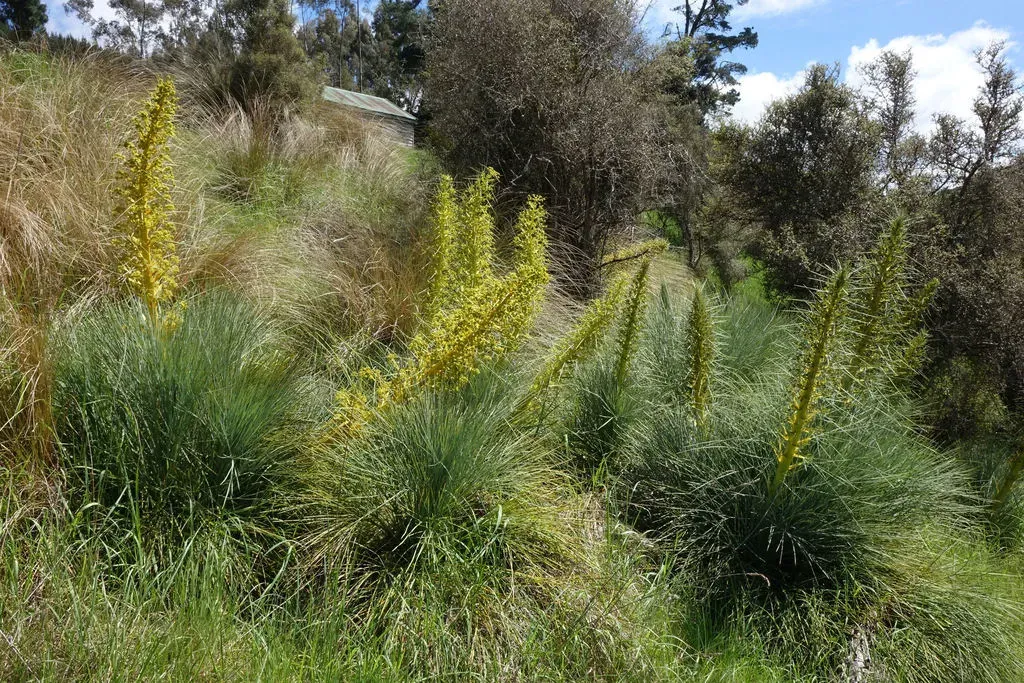 Aciphylla Glaucescens