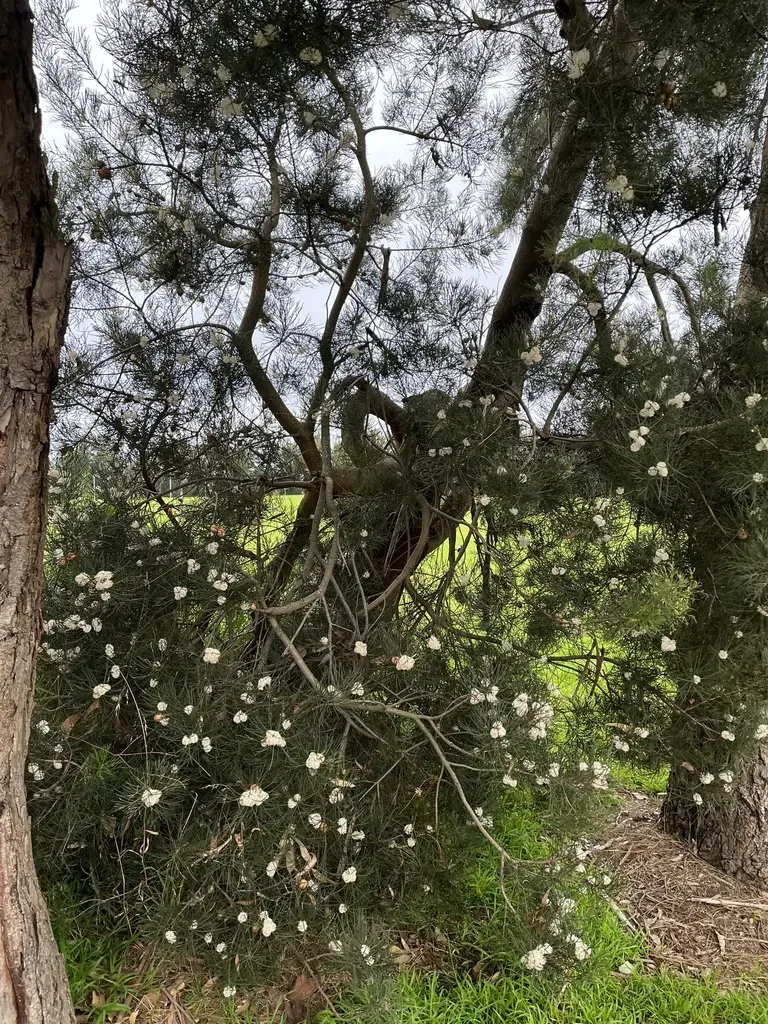 Sweet-scented Hakea