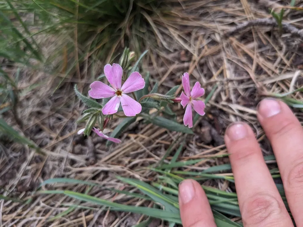 Arizona Phlox