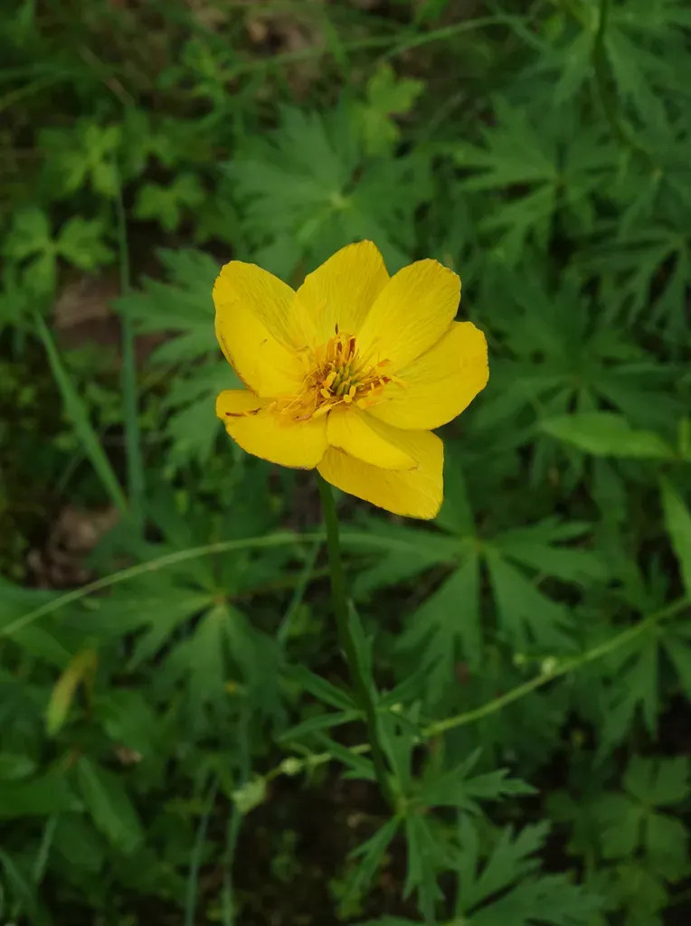 Trollius Membranostylis
