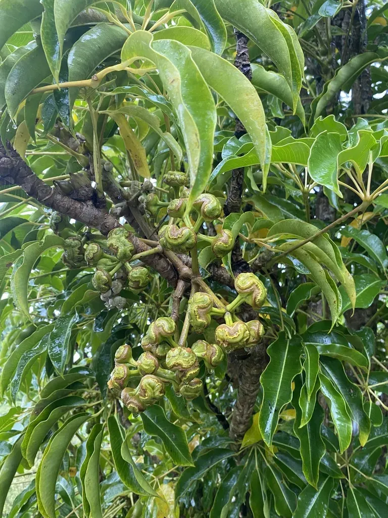 Heptapleurum Calyptratum