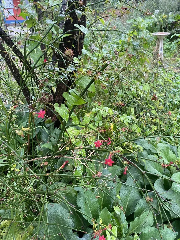Rovaeanthus Strigosus
