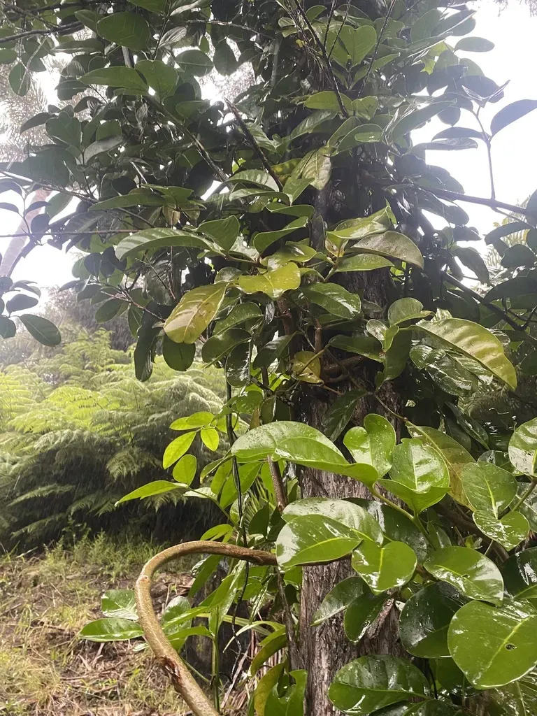 Three Kings Trumpet Vine