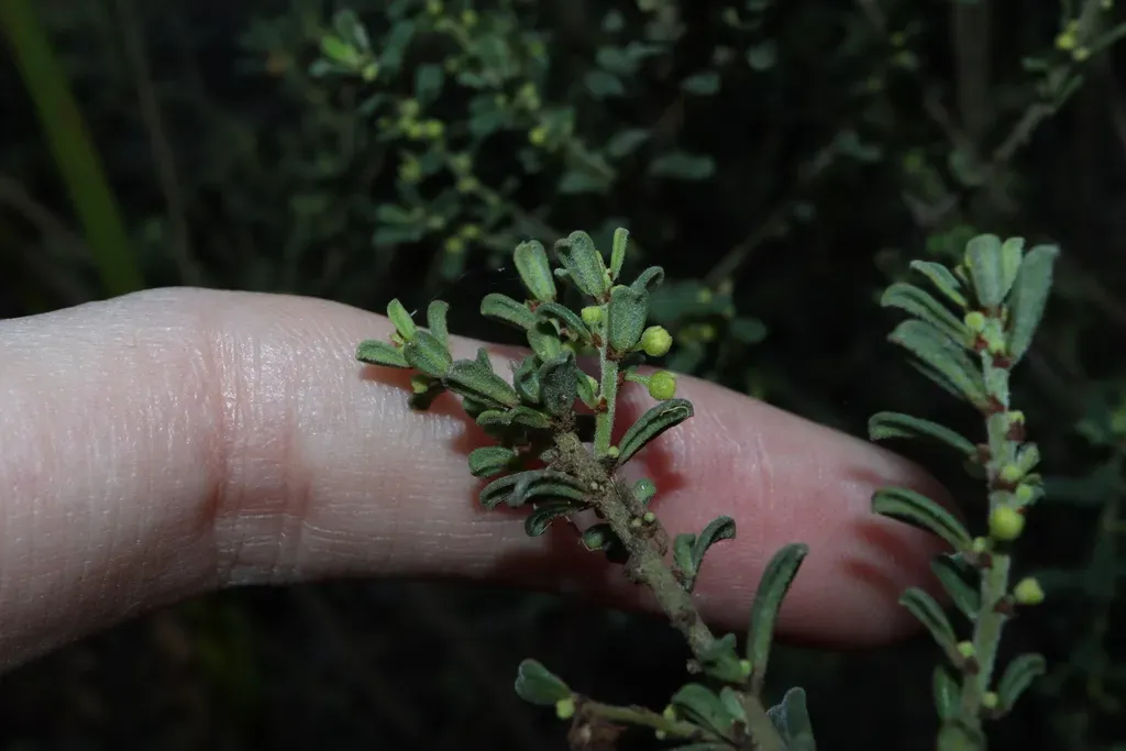 Phyllanthus Occidentalis