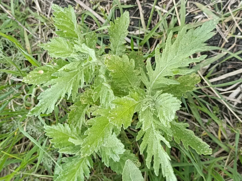 Broad-toothed Ragwort