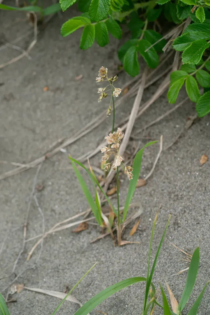 Anthoxanthum Glabrum